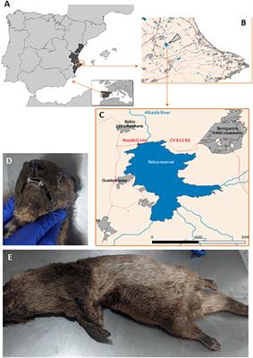 The Finding of the Severe Acute Respiratory Syndrome Coronavirus (SARS-CoV-2) in a Wild Eurasian River Otter (Lutra lutra) Highlights the Need for Viral Surveillance in Wild Mustelids